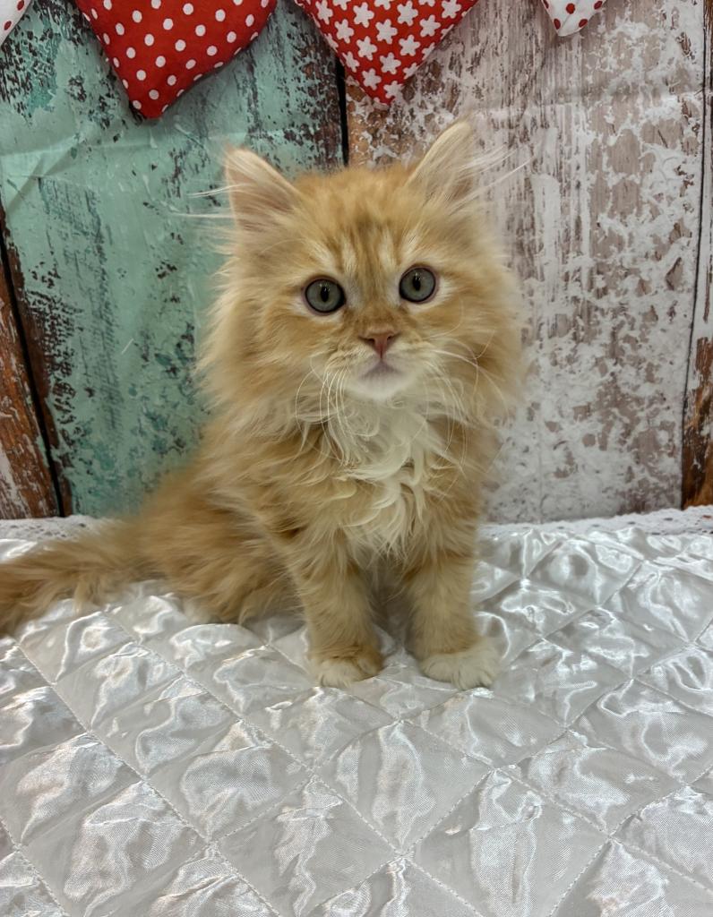 北海道のサイベリアン (ジャパンペッツトレーディング伏古店/2025年11月22日生まれ/男の子/レッドタビー)の子猫の1枚目の画像