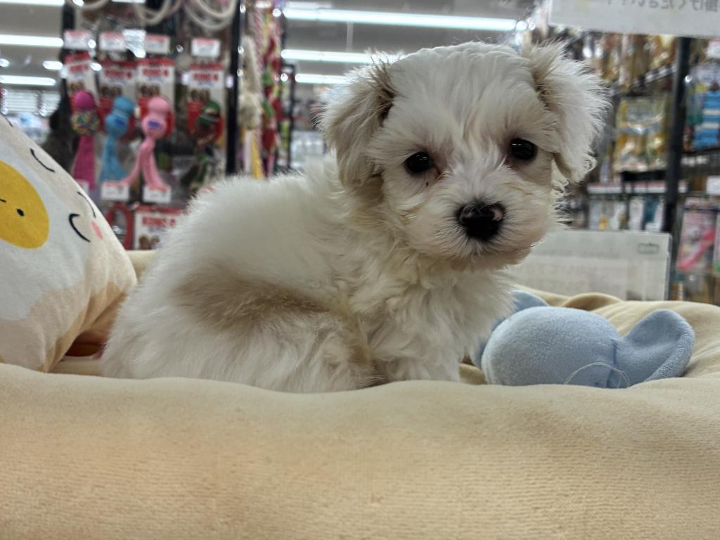 北海道のハーフ犬・ミックス犬 (ジャパンペッツトレーディング新発寒店/2025年12月6日生まれ/男の子/クリーム)の子犬