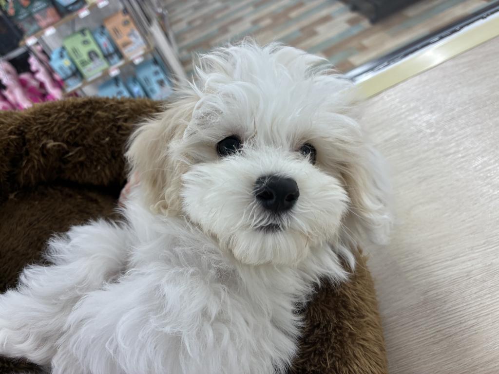 北海道のマルプー(マルチーズ×プードル) (ジャパンペッツトレーディング新発寒店/2025年12月6日生まれ/男の子/クリーム)の子犬の2枚目の画像