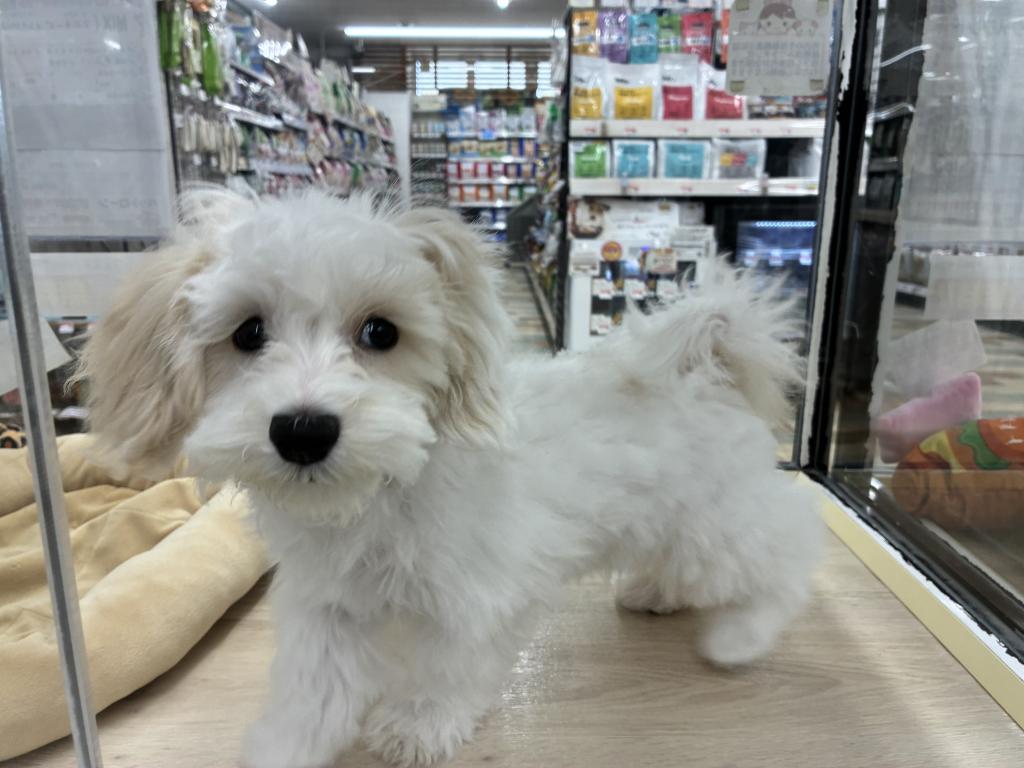 北海道のマルプー(マルチーズ×プードル) (ジャパンペッツトレーディング新発寒店/2025年12月6日生まれ/男の子/クリーム)の子犬の3枚目の画像