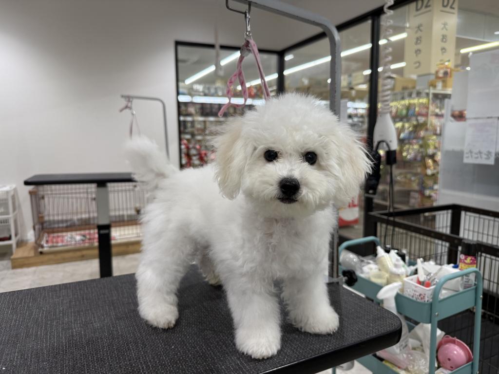 茨城県のビションフリーゼ (OneBuddy常陸大宮店/2025年12月6日生まれ/男の子/ホワイト)の子犬の2枚目の画像