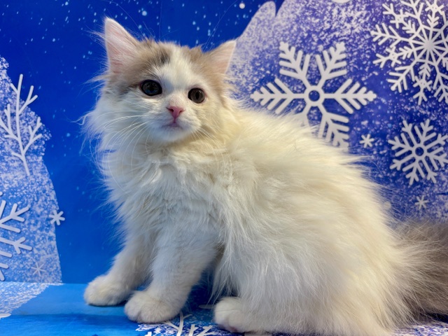 栃木県のマンチカン (ペッツワン小山店/2025年11月20日生まれ/女の子/ブルーパッチドタビーホワイト)の子猫の1枚目の画像