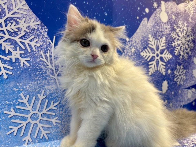 栃木県のマンチカン (ペッツワン小山店/2025年11月20日生まれ/女の子/ブルーパッチドタビーホワイト)の子猫の2枚目の画像