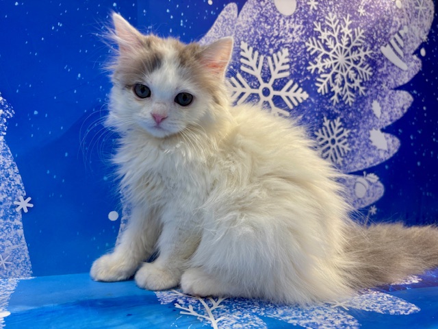 栃木県のマンチカン (ペッツワン小山店/2025年11月20日生まれ/女の子/ブルーパッチドタビーホワイト)の子猫の3枚目の画像