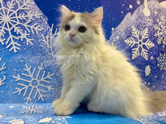 栃木県のマンチカン (ペッツワン小山店/2025年11月20日生まれ/女の子/ブルーパッチドタビーホワイト)の子猫の4枚目の画像