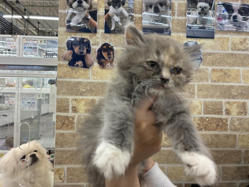 北海道のスコティッシュフォールド (ジャパンペッツトレーディング帯広店/2025年12月27日生まれ/女の子/ブルーパッチドタビーホワイト)の子猫