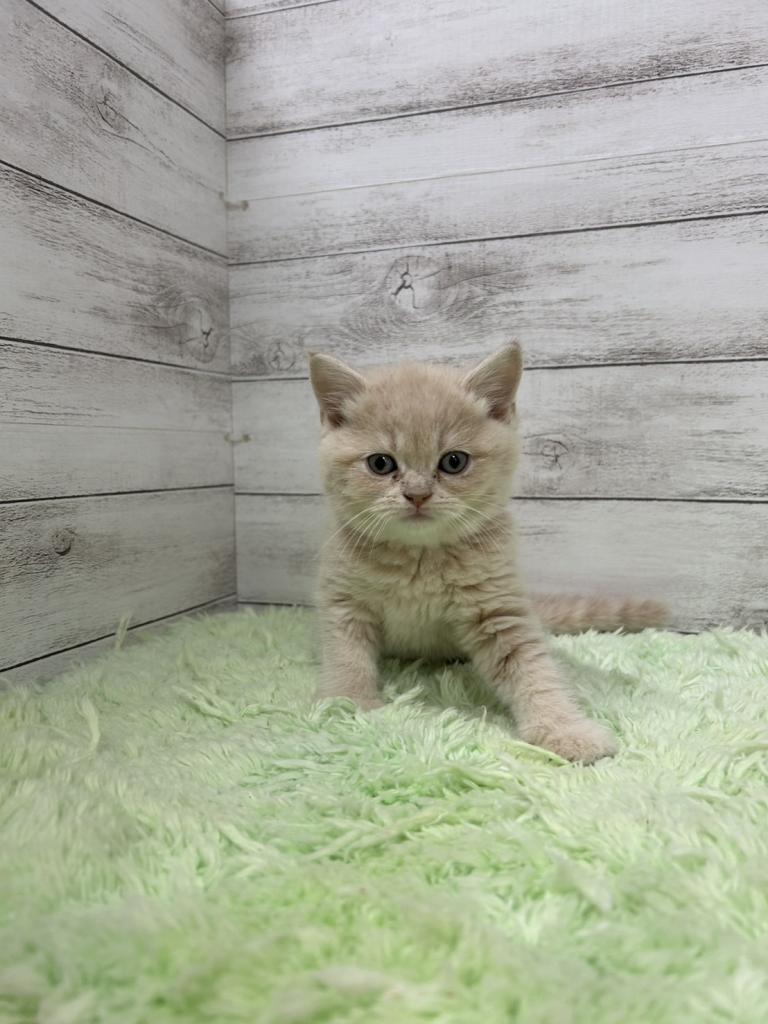 茨城県のブリティッシュショートヘアー (OneBuddyトモニーつくば店/2025年12月27日生まれ/男の子/クリーム)の子猫の1枚目の画像