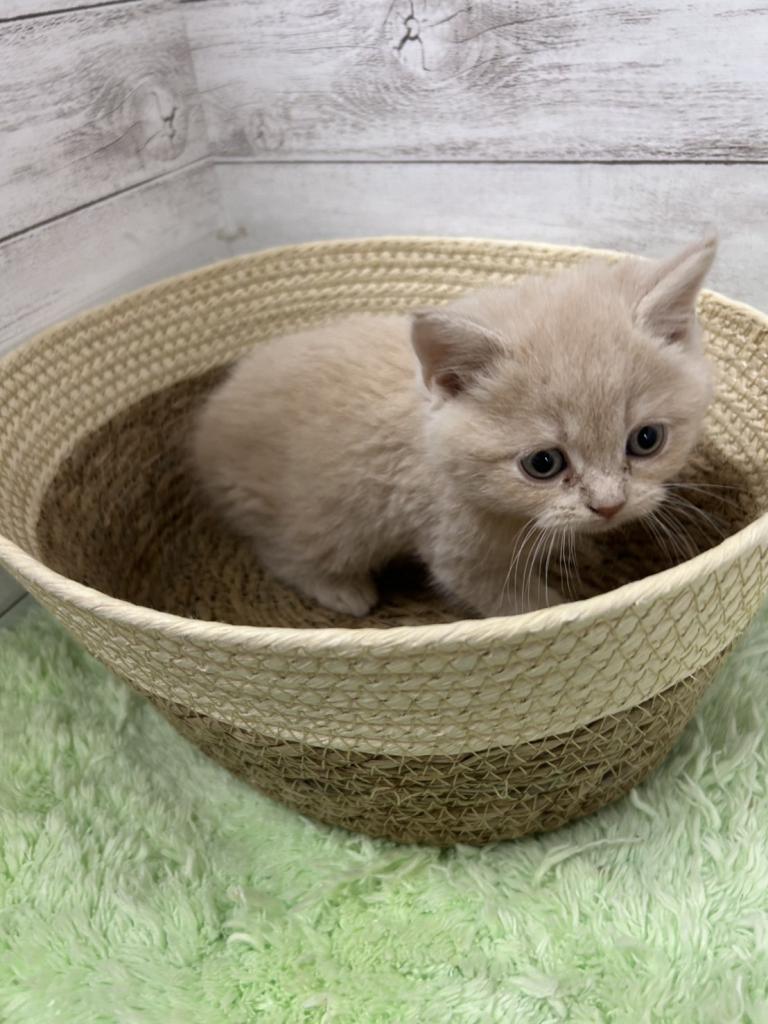 茨城県のブリティッシュショートヘアー (OneBuddyトモニーつくば店/2025年12月27日生まれ/男の子/クリーム)の子猫の2枚目の画像