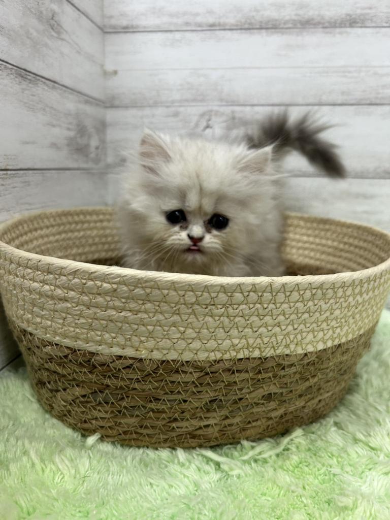 茨城県のペルシャ (OneBuddyトモニーつくば店/2025年12月20日生まれ/女の子/チンチラシルバー)の子猫の1枚目の画像