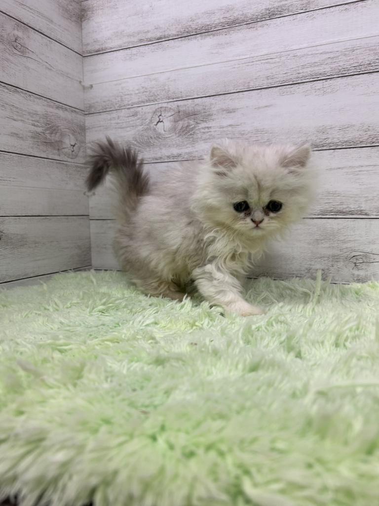 茨城県のペルシャ (OneBuddyトモニーつくば店/2025年12月20日生まれ/女の子/チンチラシルバー)の子猫の2枚目の画像