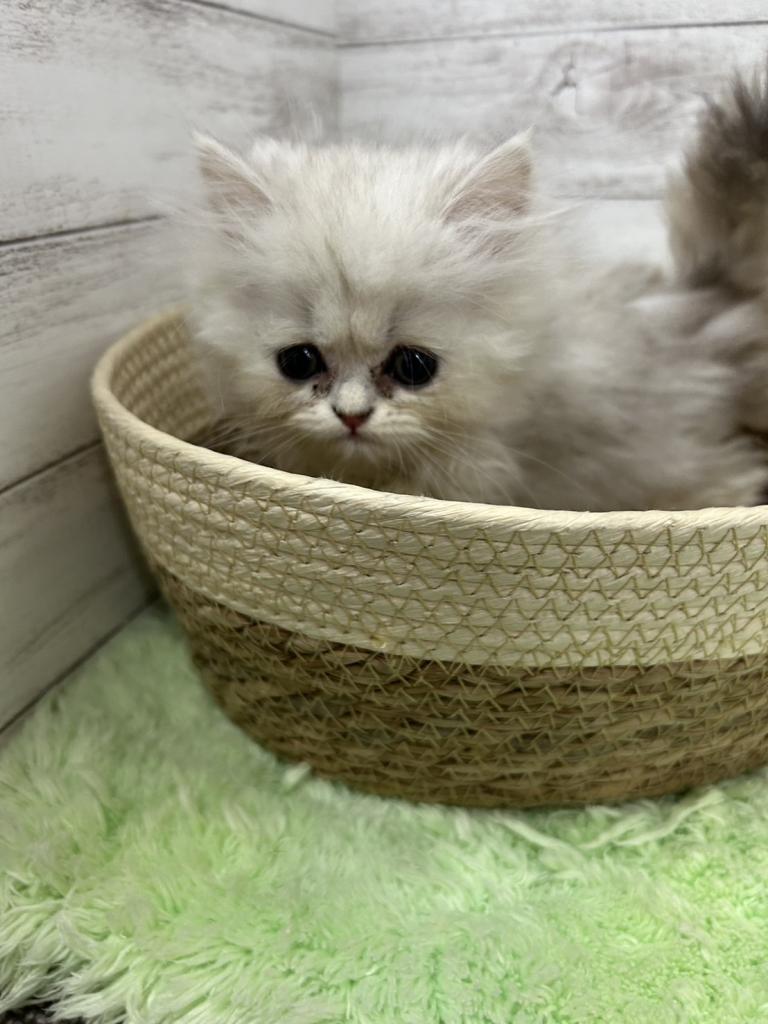 茨城県のペルシャ (OneBuddyトモニーつくば店/2025年12月20日生まれ/女の子/チンチラシルバー)の子猫の3枚目の画像