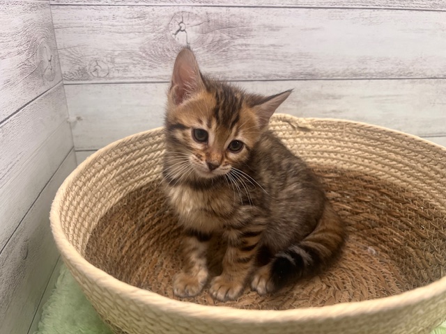茨城県のベンガル (OneBuddyトモニーつくば店/2026年1月10日生まれ/女の子/ブラウンスポットタビー)の子猫の1枚目の画像
