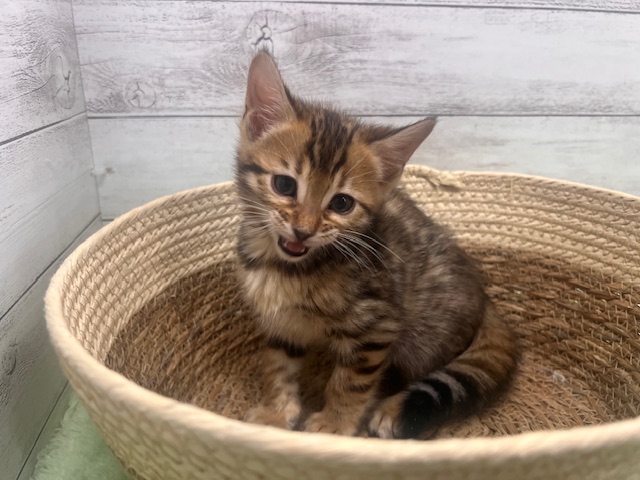 茨城県のベンガル (OneBuddyトモニーつくば店/2026年1月10日生まれ/女の子/ブラウンスポットタビー)の子猫の2枚目の画像