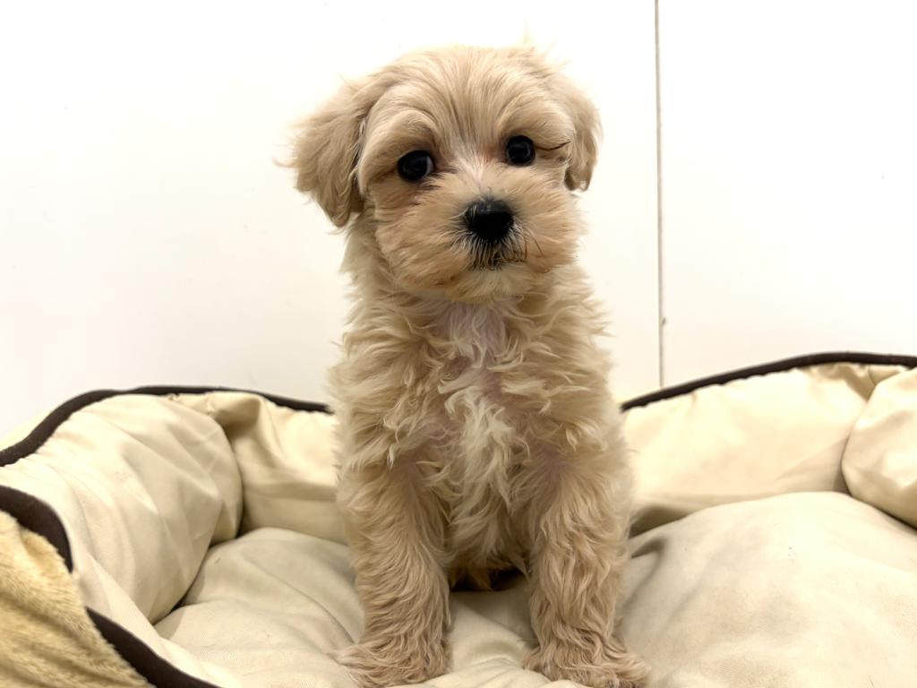 2026年1月3日生まれのマルプー(マルチーズ×プードル)