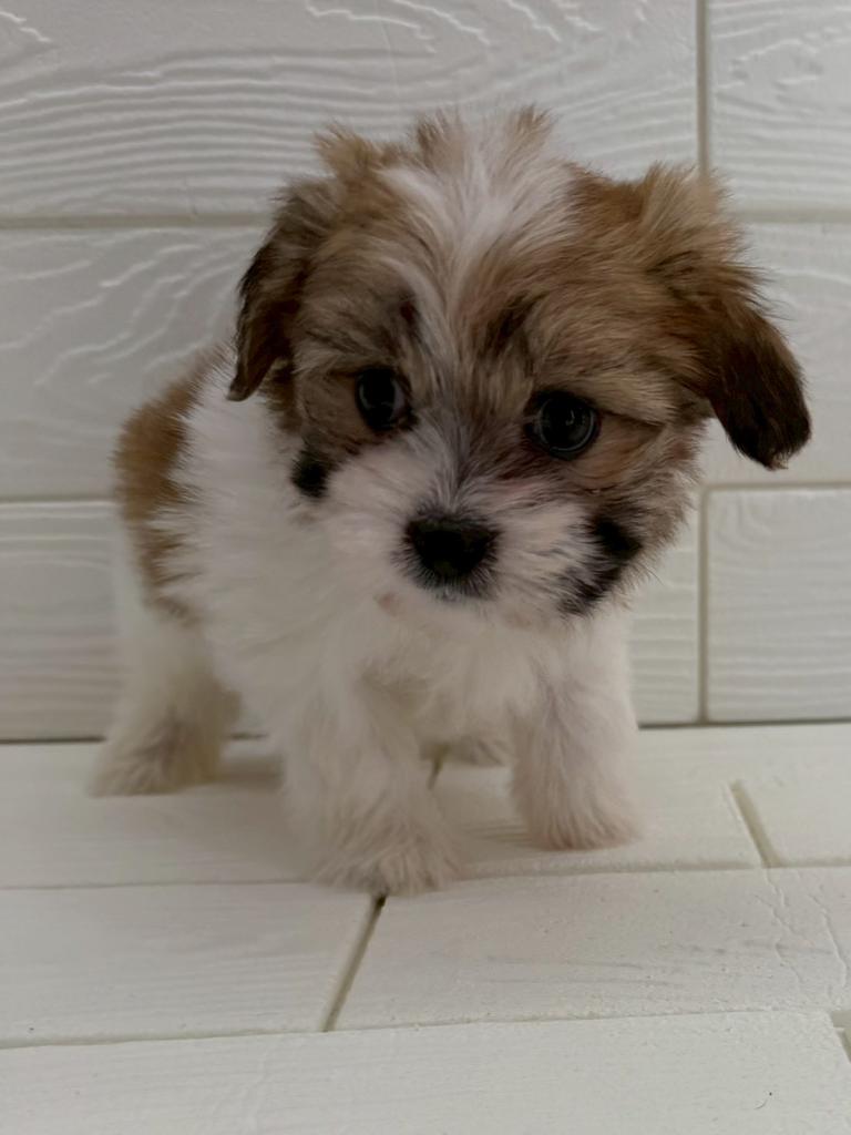 埼玉県のハーフ犬・ミックス犬 (ペットプラザ草加松原店/2026年1月23日生まれ/男の子/ホワイトブラウン)の子犬