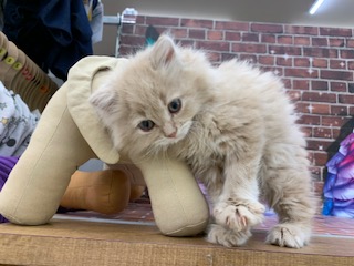 千葉県のマンチカン (ペッツワン富津店/2026年1月9日生まれ/女の子/クリームタビー)の子猫の1枚目の画像