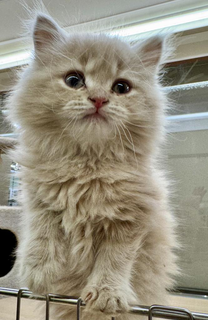 千葉県のマンチカン (ペッツワン富津店/2026年1月9日生まれ/女の子/クリームタビー)の子猫の2枚目の画像