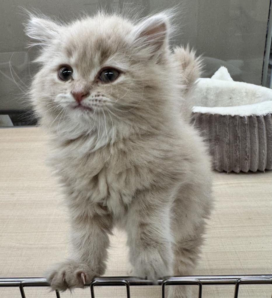 千葉県のマンチカン (ペッツワン富津店/2026年1月9日生まれ/女の子/クリームタビー)の子猫の3枚目の画像