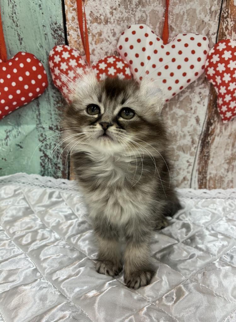 北海道のアメリカンカール (ジャパンペッツトレーディング伏古店/2026年1月10日生まれ/女の子/ブラウンティックドタビー)の子猫の1枚目の画像