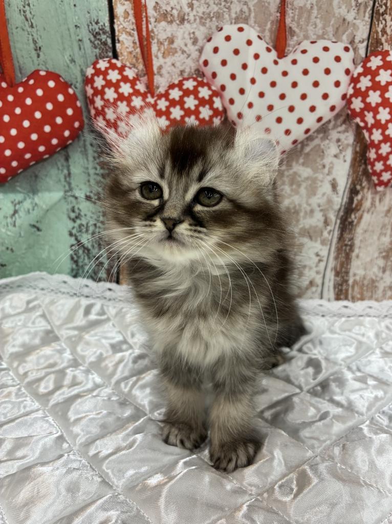 北海道のアメリカンカール (ジャパンペッツトレーディング伏古店/2026年1月10日生まれ/女の子/ブラウンティックドタビー)の子猫の2枚目の画像