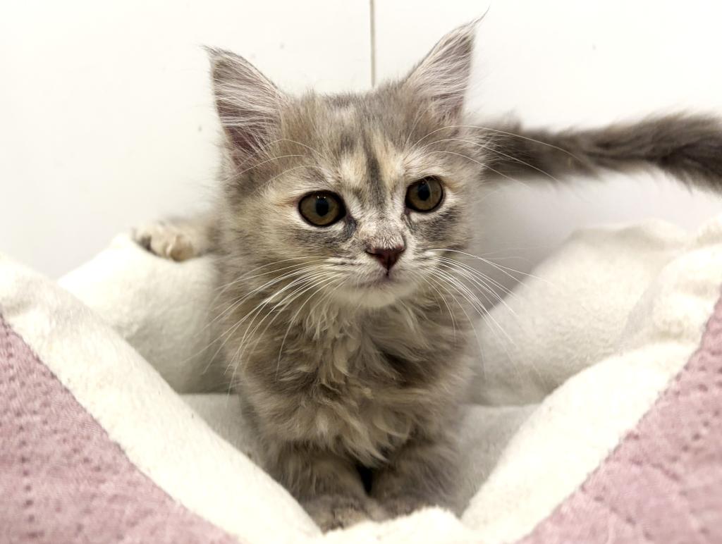 栃木県のサイベリアン (ペッツワン宇都宮平出店/2025年12月27日生まれ/女の子/ブルーパッチドタビー)の子猫の1枚目の画像