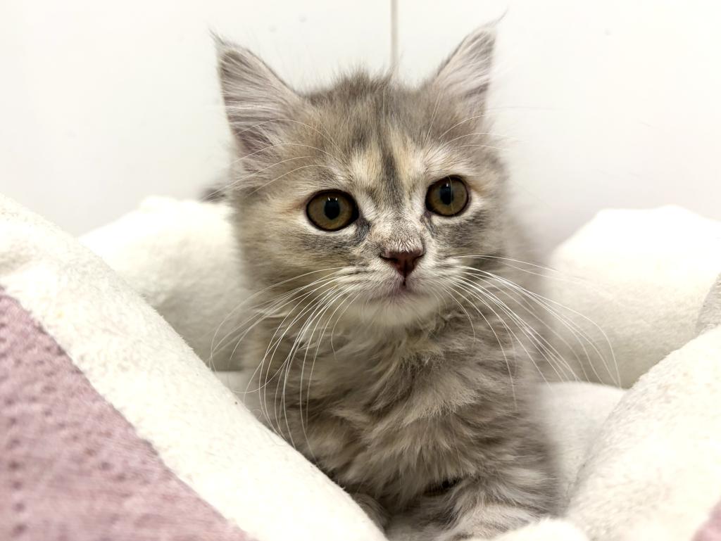 栃木県のサイベリアン (ペッツワン宇都宮平出店/2025年12月27日生まれ/女の子/ブルーパッチドタビー)の子猫の3枚目の画像