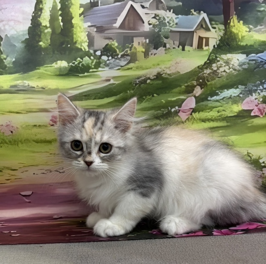 東京都のラガマフィン (OneBuddy町田三輪店/2026年1月7日生まれ/女の子/シルバーパッチドタビーホワイト)の子猫の1枚目の画像