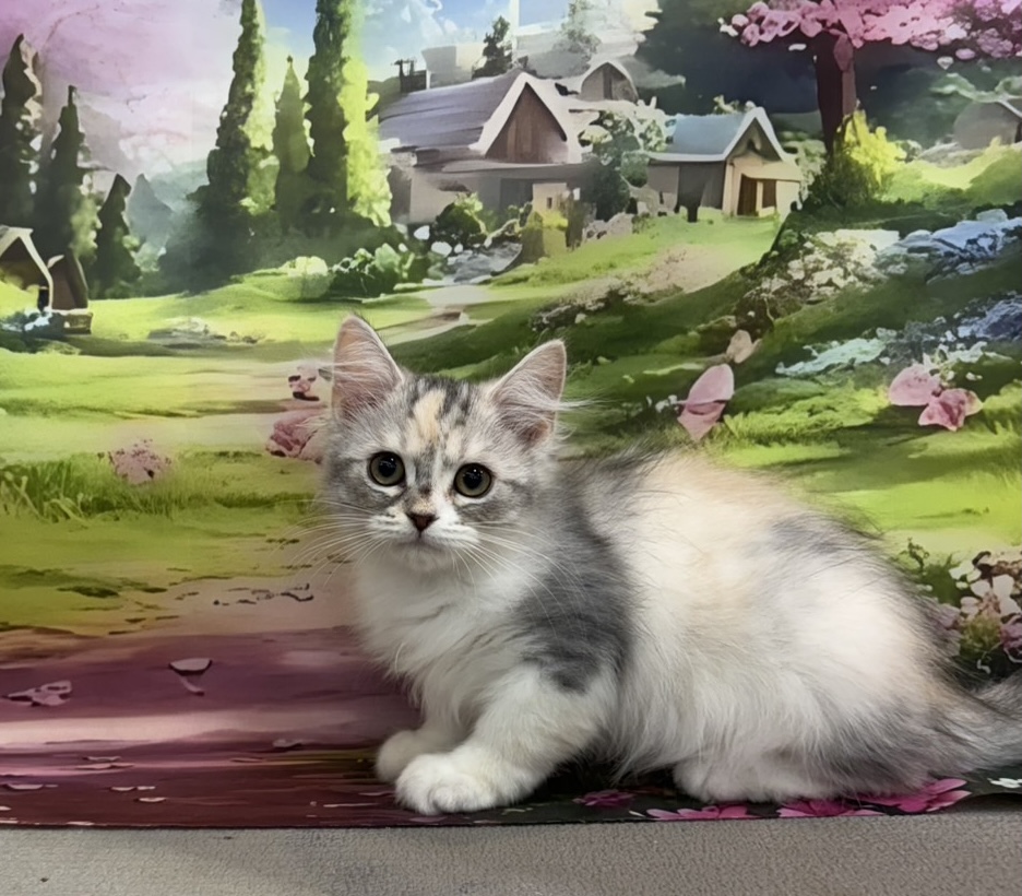 東京都のラガマフィン (OneBuddy町田三輪店/2026年1月7日生まれ/女の子/シルバーパッチドタビーホワイト)の子猫の2枚目の画像