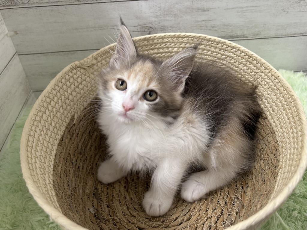 茨城県のメインクーン (OneBuddyトモニーつくば店/2026年1月19日生まれ/女の子/ダイリュートキャリコ)の子猫の1枚目の画像