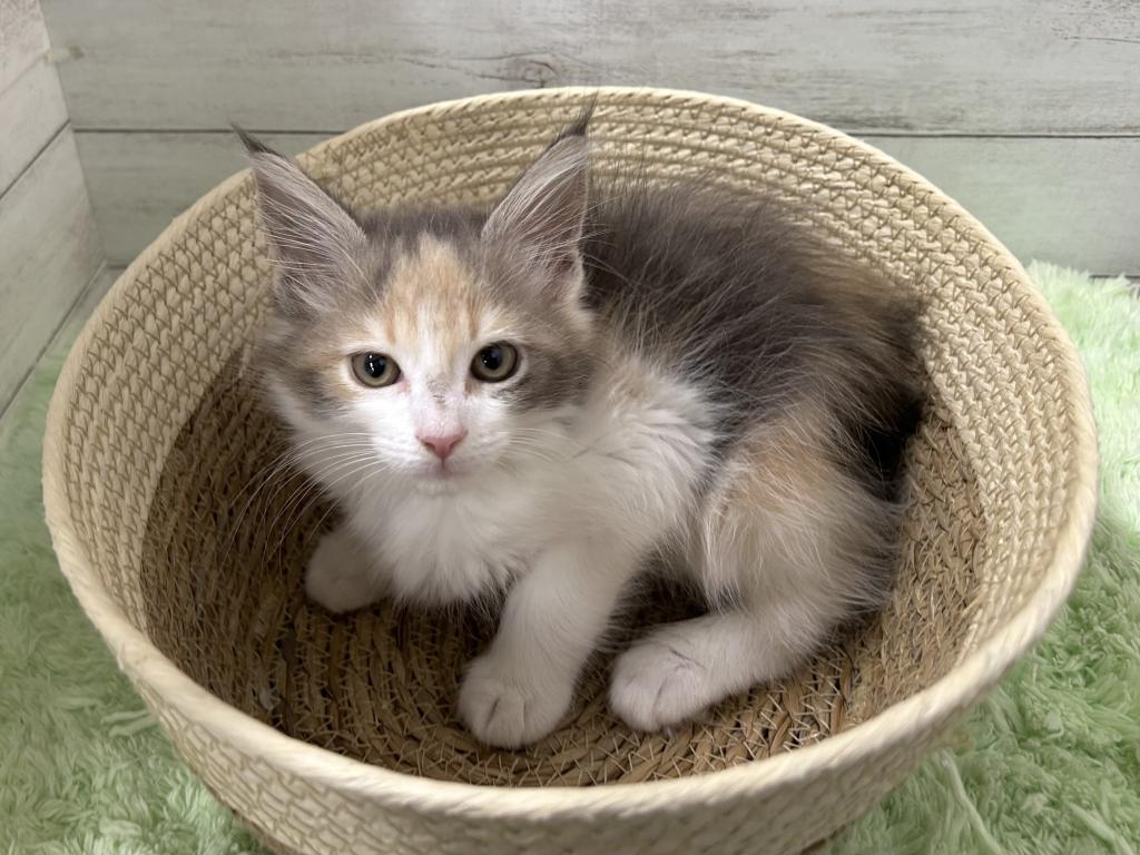 茨城県のメインクーン (OneBuddyトモニーつくば店/2026年1月19日生まれ/女の子/ダイリュートキャリコ)の子猫の2枚目の画像