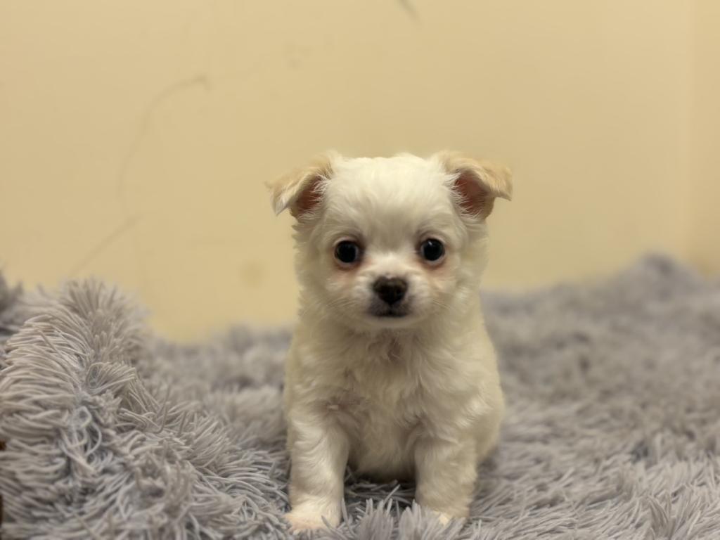 埼玉県のチワワ(ロング) (ペットプラザ越谷大里店/2026年1月23日生まれ/男の子/ホワイト)の子犬の1枚目の画像