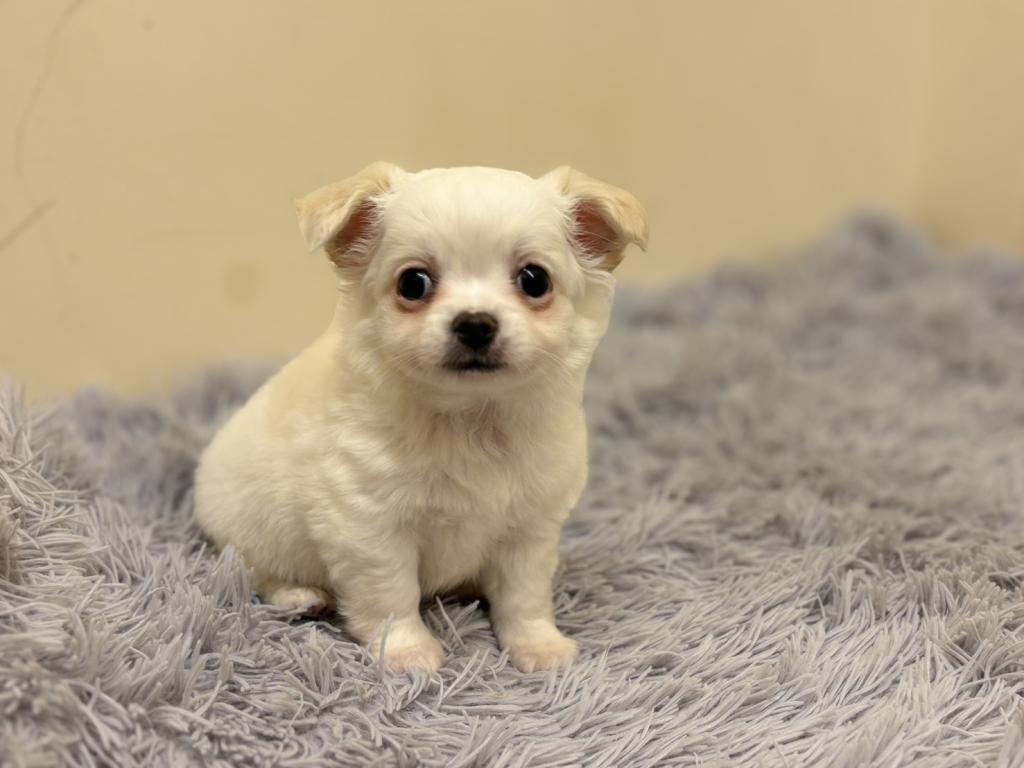 埼玉県のチワワ(ロング) (ペットプラザ越谷大里店/2026年1月23日生まれ/男の子/ホワイト)の子犬の2枚目の画像