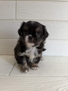 埼玉県のチワペキ/ペキチー/ペキチワ(チワワ×ペキニーズ) (ペットプラザ草加松原店/2026年1月10日生まれ/男の子/ブラックホワイト)の子犬の3枚目の画像