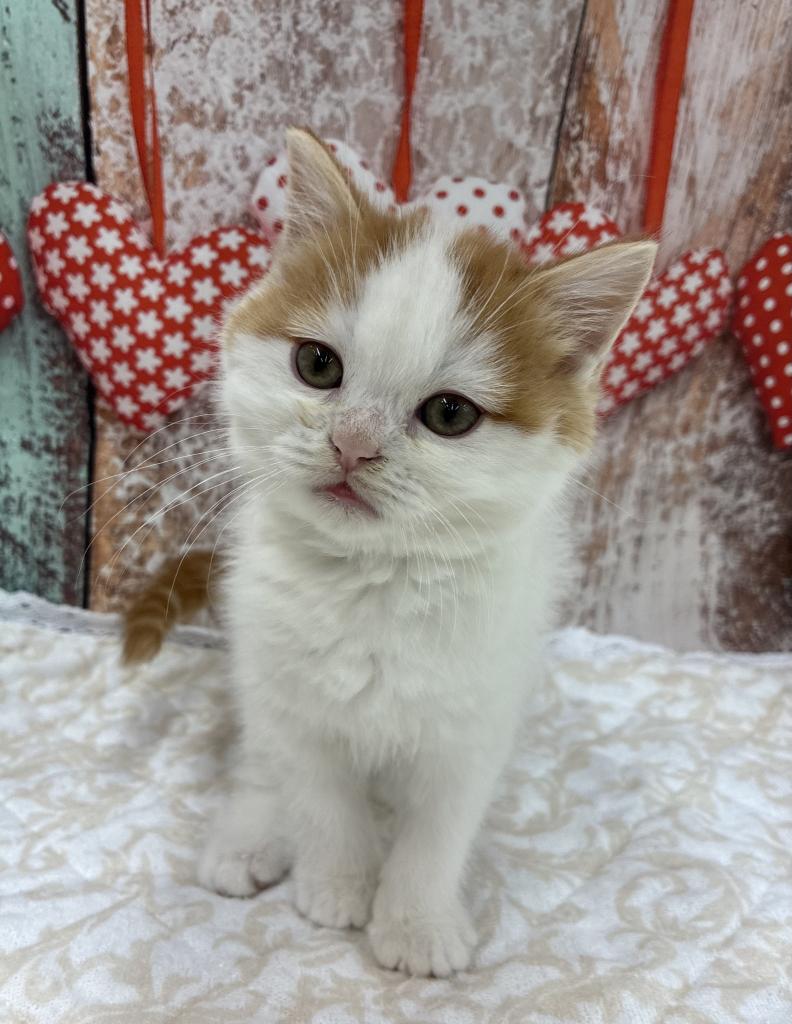 北海道のスコティッシュフォールド (ジャパンペッツトレーディング伏古店/2026年1月10日生まれ/男の子/レッドタビーホワイト)の子猫の1枚目の画像