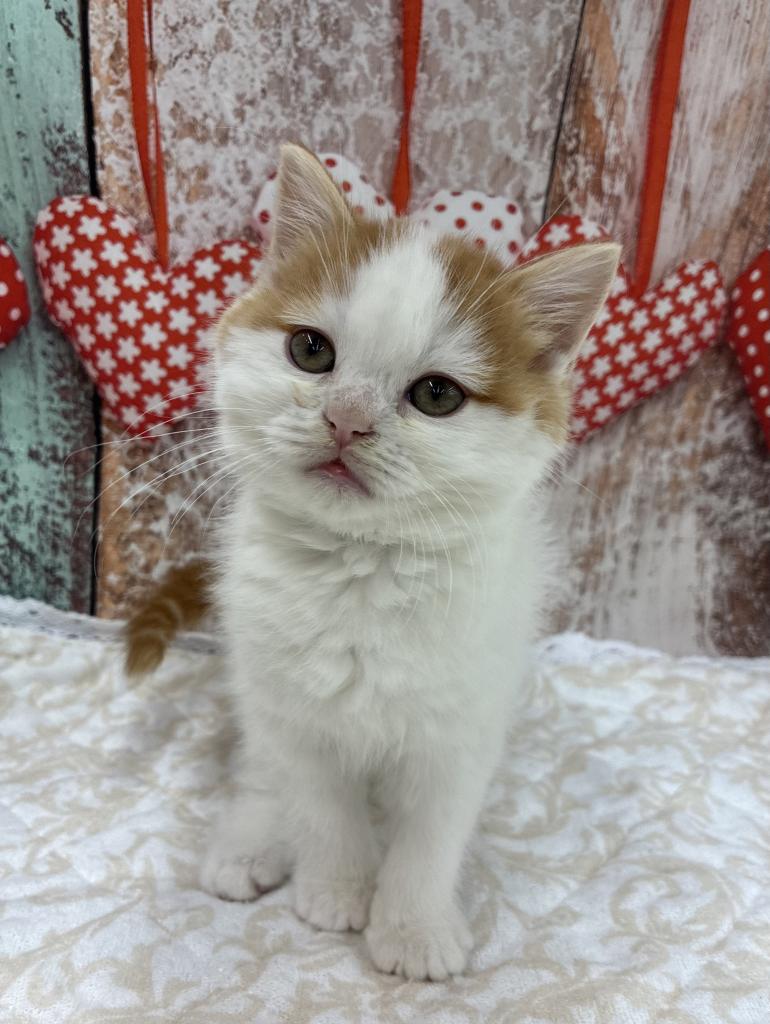 北海道のスコティッシュフォールド (ジャパンペッツトレーディング伏古店/2026年1月10日生まれ/男の子/レッドタビーホワイト)の子猫の2枚目の画像
