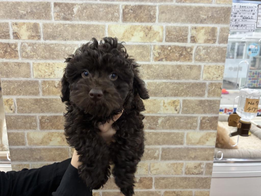 北海道のトイプードル(トイ) (ジャパンペッツトレーディング帯広店/2026年1月10日生まれ/男の子/ブラウン)の子犬