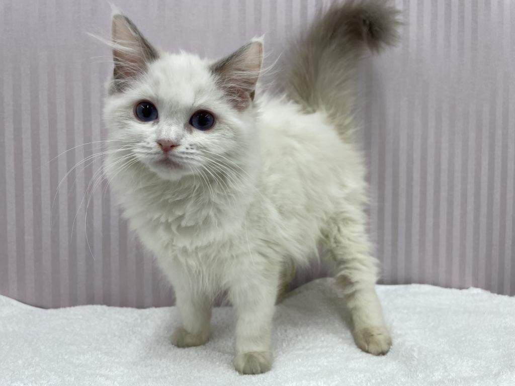 埼玉県のラグドール (OneBuddy南越谷店/2026年1月20日生まれ/女の子/ブルーポイントバイカラー)の子猫の2枚目の画像