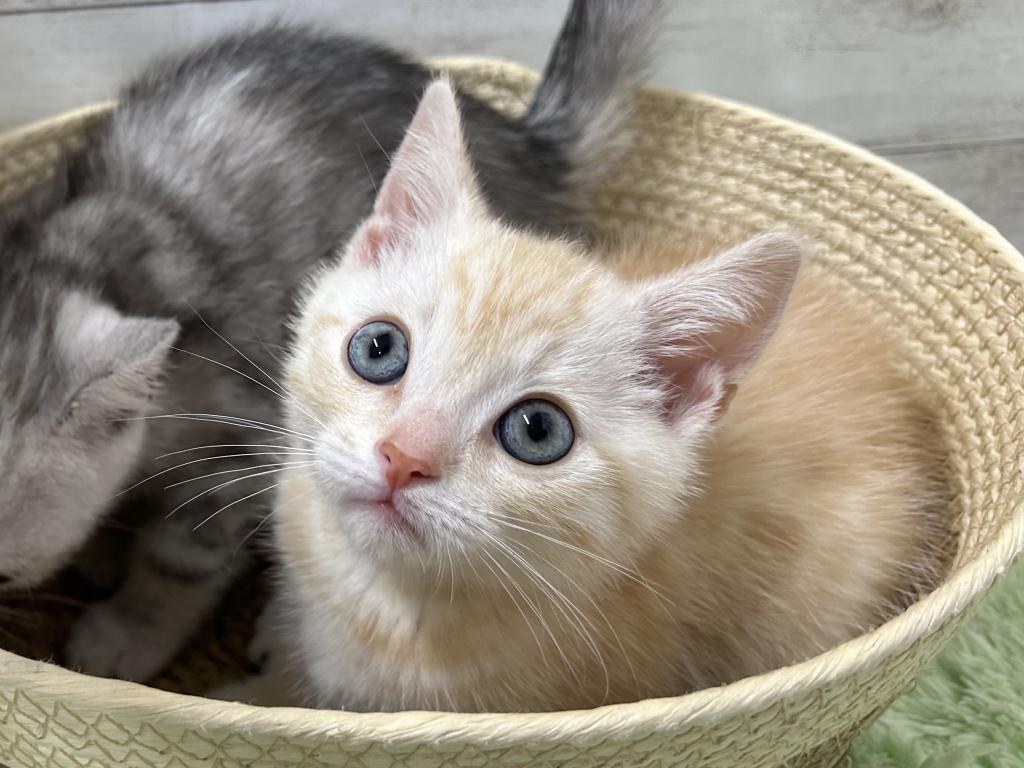 茨城県のスコティッシュフォールド (OneBuddyトモニーつくば店/2026年1月22日生まれ/男の子/レッドタビー)の子猫