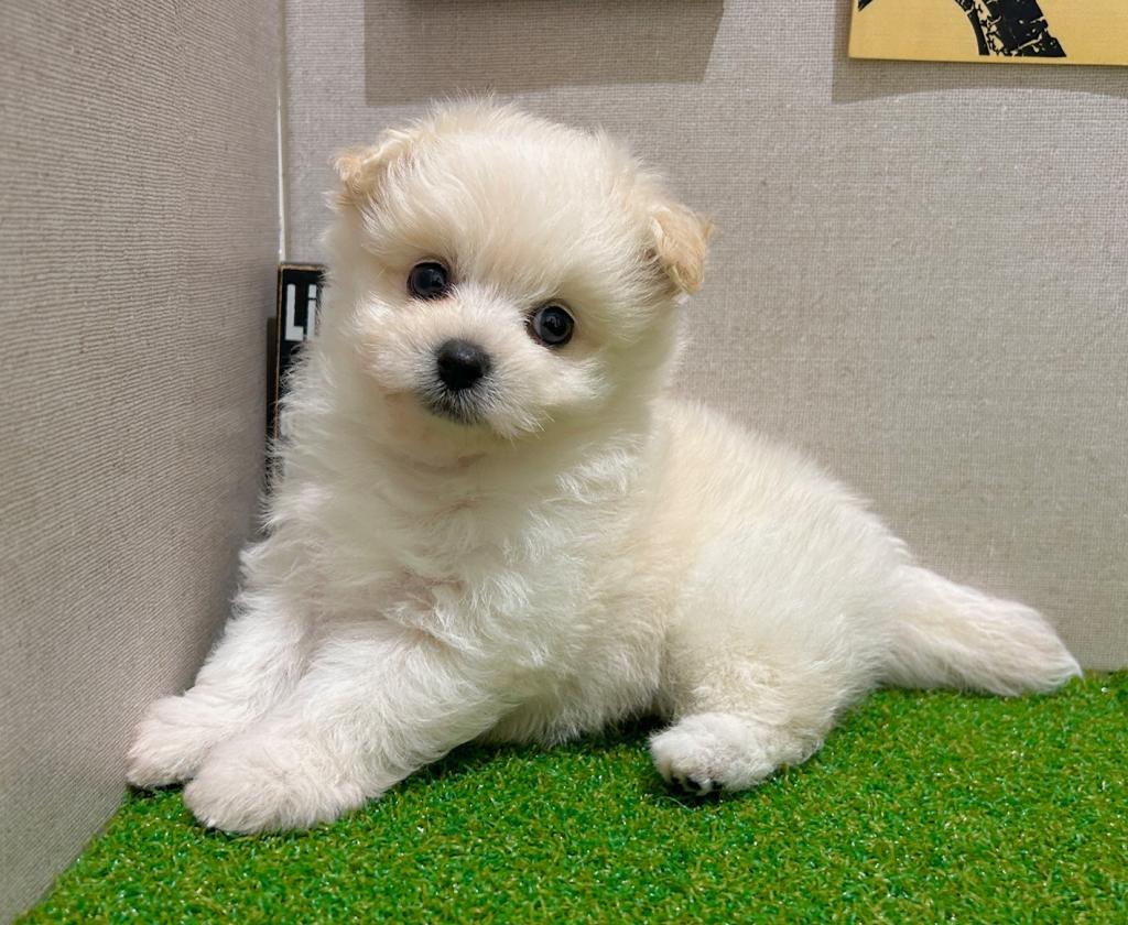 茨城県のポメビション(ポメラニアン×ビションフリーゼ) (ペッツワン水戸店/2026年2月14日生まれ/女の子/その他色)の子犬の2枚目の画像