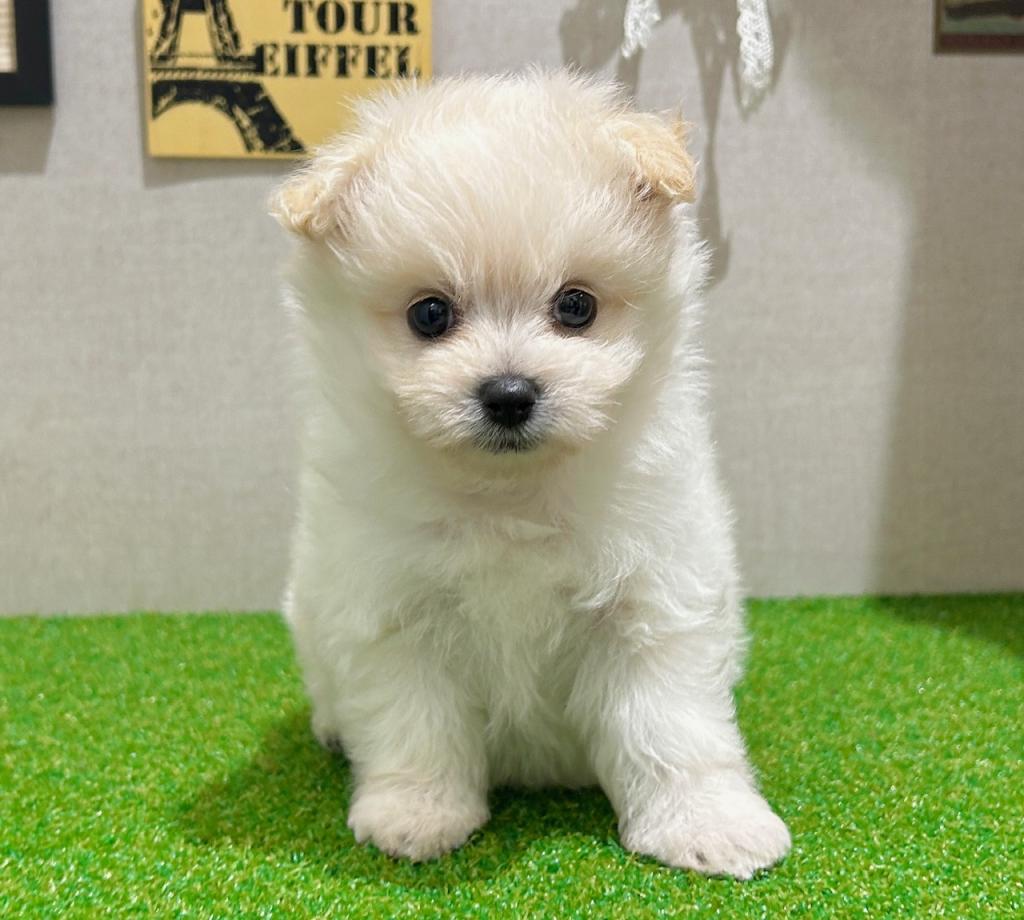 茨城県のポメビション(ポメラニアン×ビションフリーゼ) (ペッツワン水戸店/2026年2月14日生まれ/女の子/その他色)の子犬の3枚目の画像