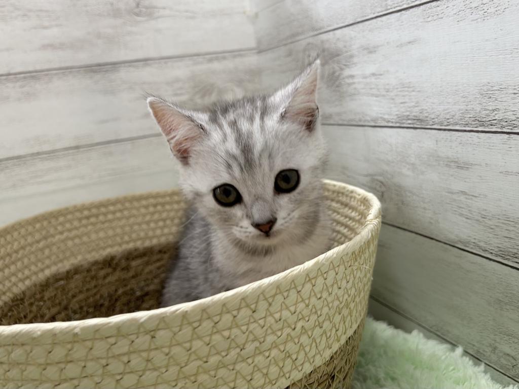 茨城県のスコティッシュフォールド (OneBuddyトモニーつくば店/2026年1月22日生まれ/女の子/シルバーパッチドタビー)の子猫