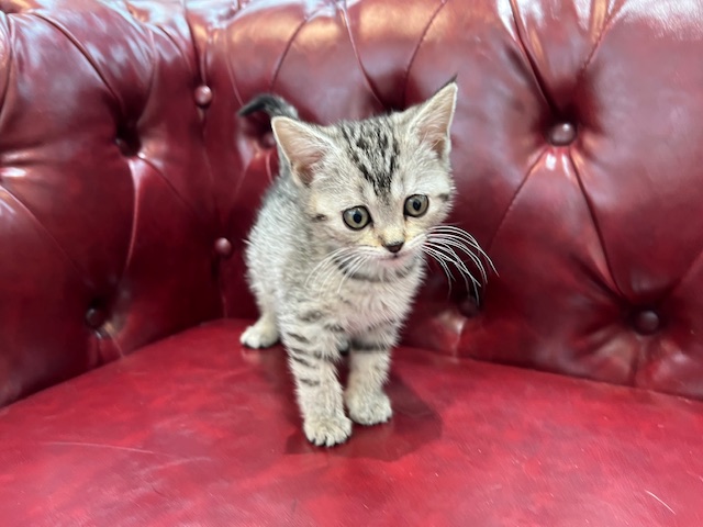 茨城県のマンチカン (OneBuddy佐原東店/2026年1月25日生まれ/女の子/シルバータビー)の子猫