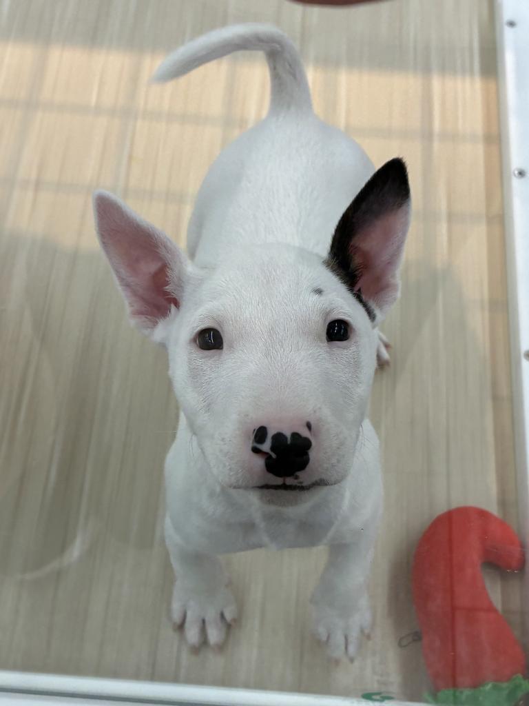 北海道のミニチュアブルテリア (ジャパンペッツトレーディング釧路店/2026年1月22日生まれ/女の子/ホワイトブラック)の子犬