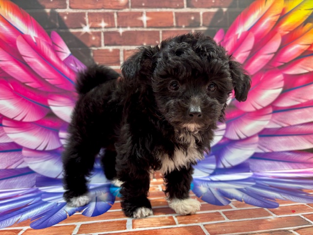 栃木県のチワプー/プーチー(チワワ×プードル) (ペッツワン小山店/2026年2月6日生まれ/女の子/ブラックホワイト)の子犬の1枚目の画像