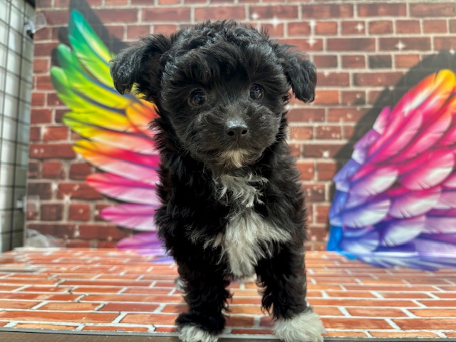 栃木県のチワプー/プーチー(チワワ×プードル) (ペッツワン小山店/2026年2月6日生まれ/女の子/ブラックホワイト)の子犬の2枚目の画像