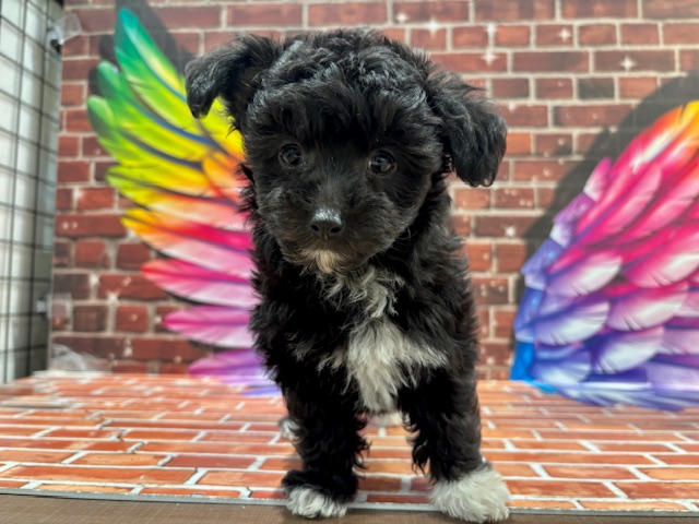 栃木県のチワプー/プーチー(チワワ×プードル) (ペッツワン小山店/2026年2月6日生まれ/女の子/ブラックホワイト)の子犬の3枚目の画像