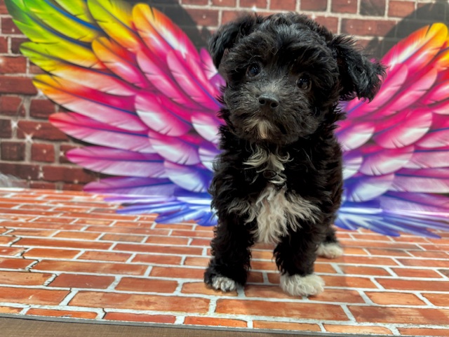 栃木県のチワプー/プーチー(チワワ×プードル) (ペッツワン小山店/2026年2月6日生まれ/女の子/ブラックホワイト)の子犬の4枚目の画像