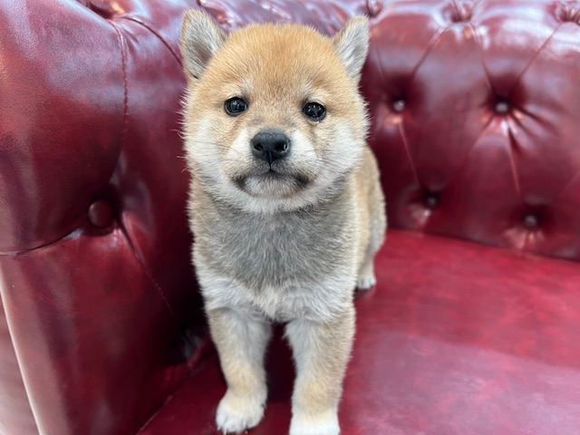 茨城県の柴犬(標準サイズ) (OneBuddy佐原東店/2026年1月23日生まれ/女の子/赤)の子犬
