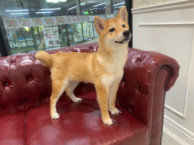 茨城県の柴犬(標準サイズ) (OneBuddy佐原東店/2026年1月23日生まれ/女の子/赤)の子犬の2枚目の画像