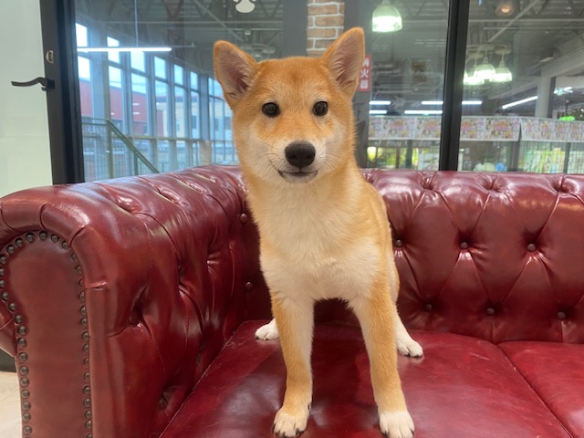 茨城県の柴犬(標準サイズ) (OneBuddy佐原東店/2026年1月23日生まれ/女の子/赤)の子犬の3枚目の画像